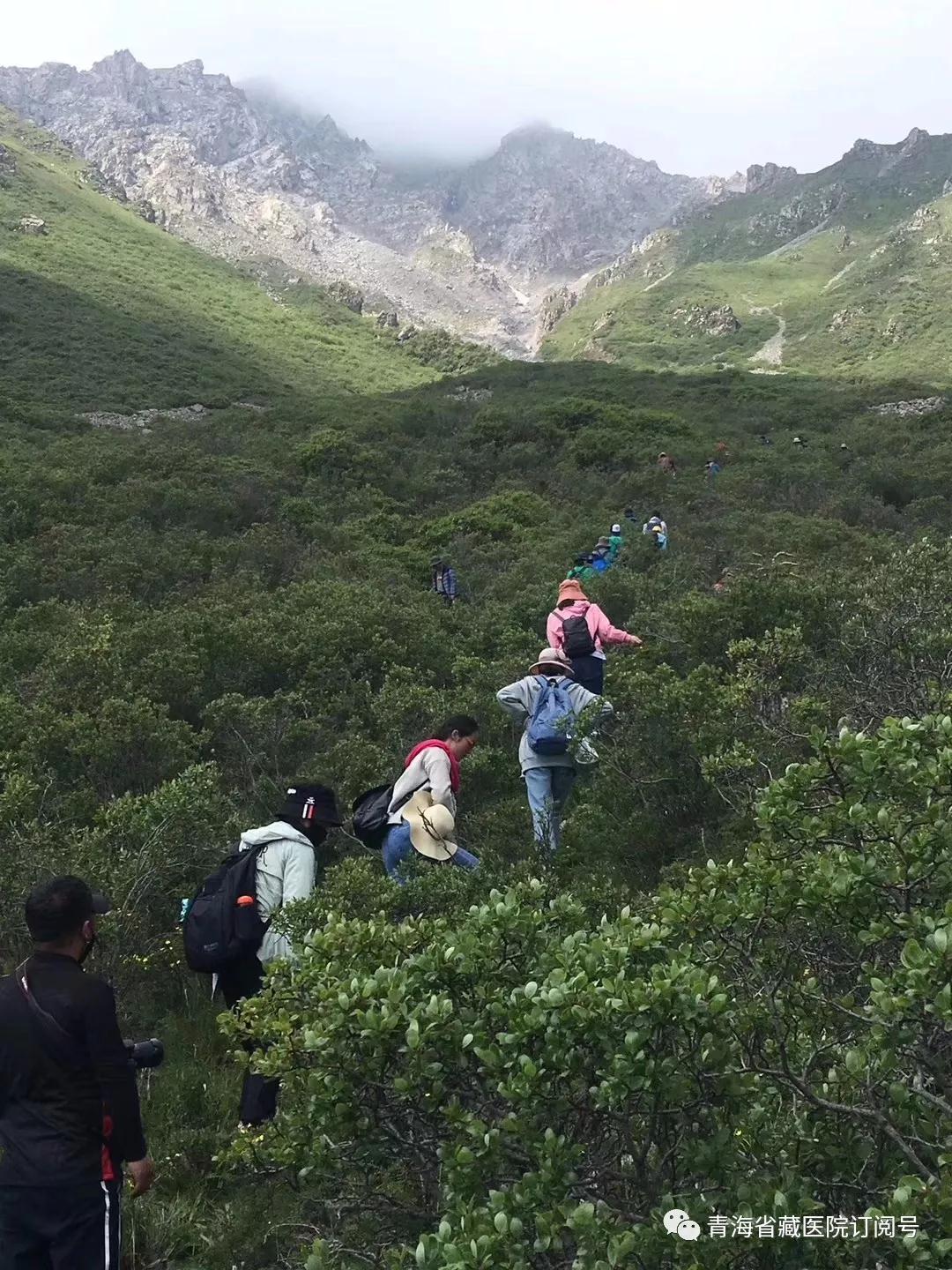 性爱直播
2019年度藏医药专业技术人员藏药材野外实践教学活动在湟中群加举行(图2)